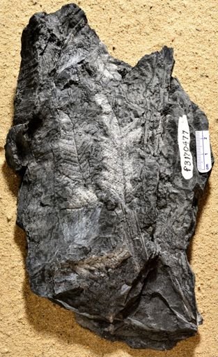 Pecopteris