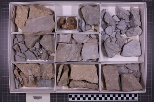 mixed taxa, stratigraphic collection