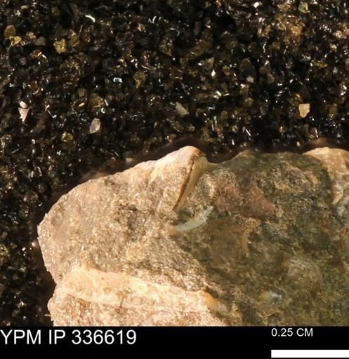 undet. Mollusca