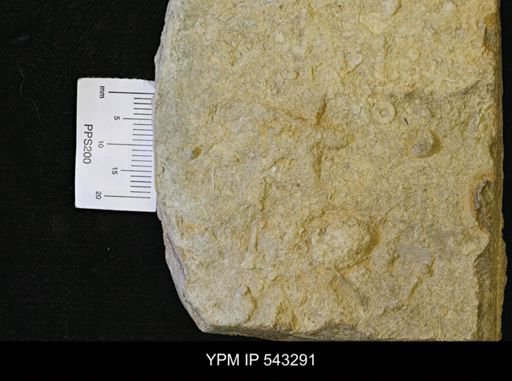 Asteriacites sp.