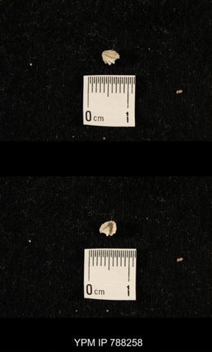 undet. Brachiopoda