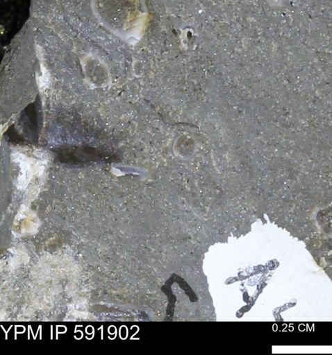 Serpulidae