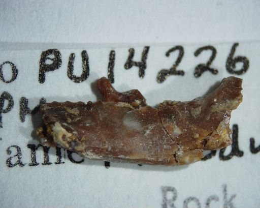 Picrodus