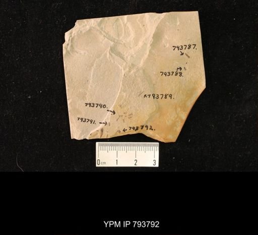 undet. Hymenoptera