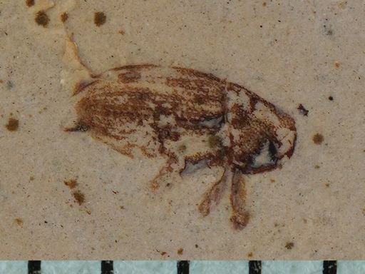 undet. Cryptorhynchinae