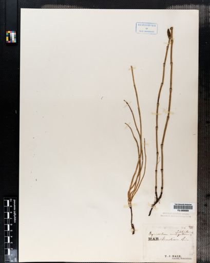 Equisetum variegatum
