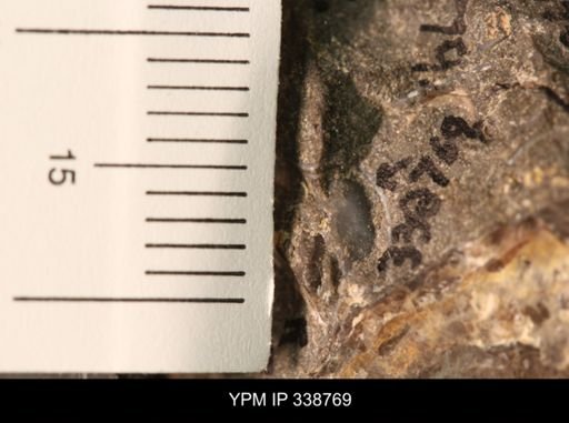 Protocardia subquadrata