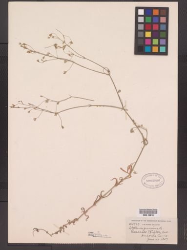 Stellaria graminea
