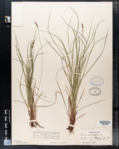 Carex pensylvanica