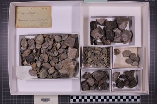 mixed taxa, stratigraphic collection