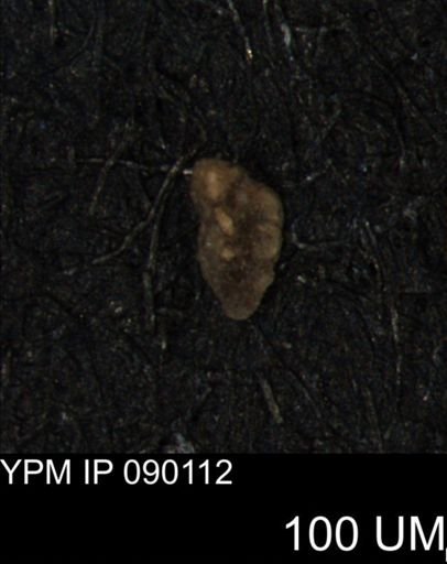 Verneuilina canadensis