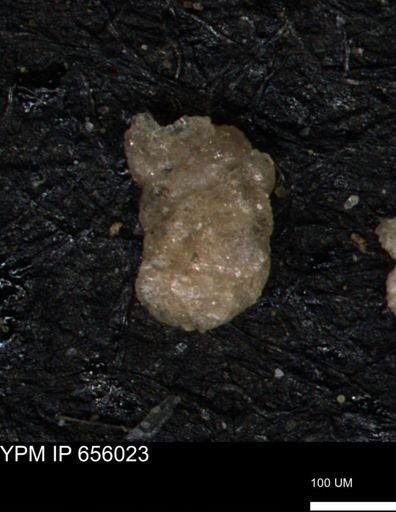 Ammobaculites euides