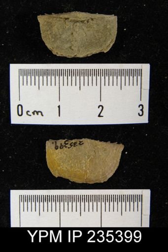 Chonetes granulifer armatus