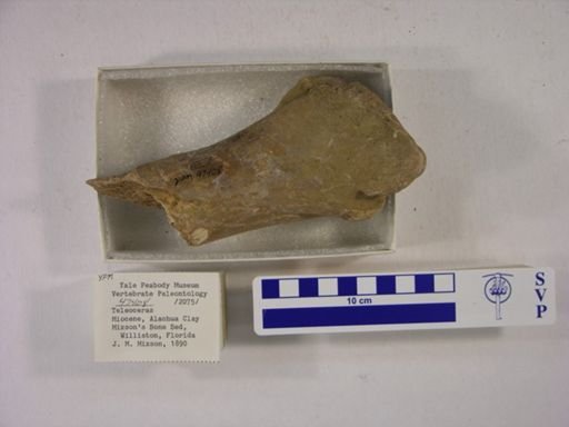 Teleoceras fossiger