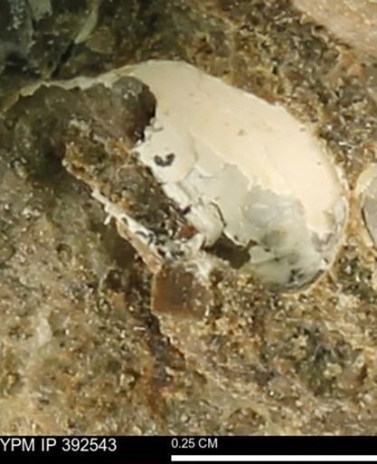 Protocardia subquadrata