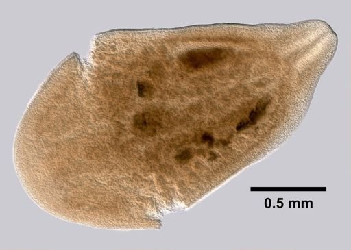 Childia groenlandica