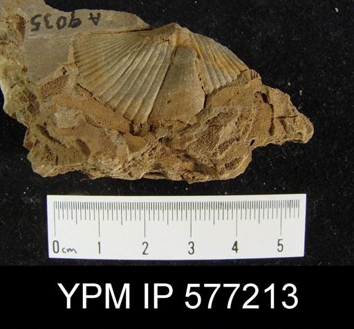 Platyrachella sp.