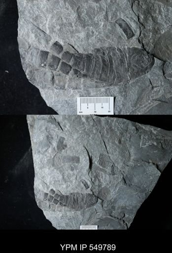 Eurypterus pittsfordensis