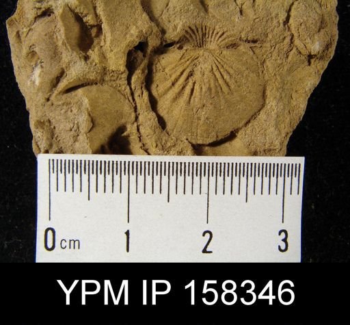 Stropheodonta galatea