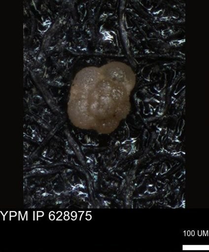 undet. Foraminiferida