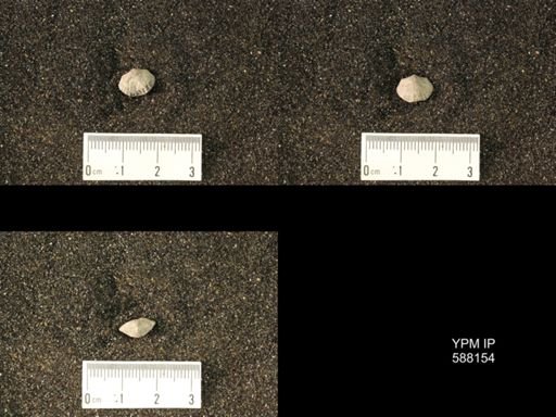 Platystrophia sp.