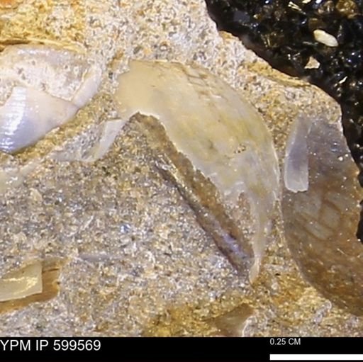 Protocardia subquadrata