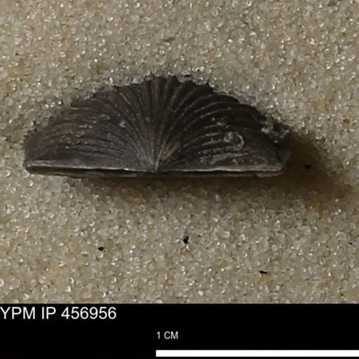 Stropheodonta sp.