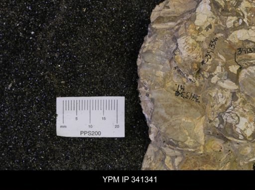 Inoceramus sp.