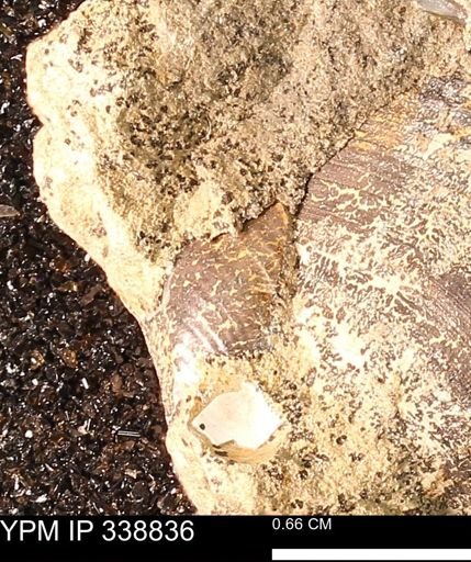 undet. Bivalvia