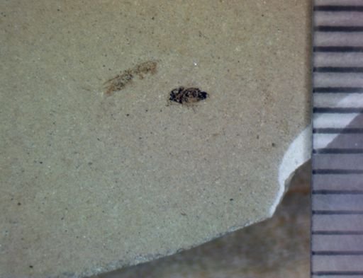 undet. Diptera