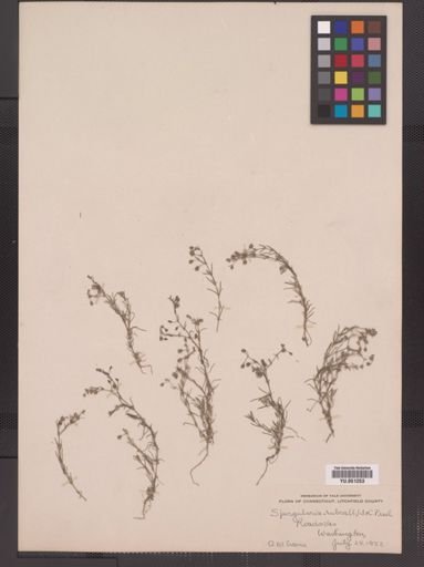Spergularia rubra