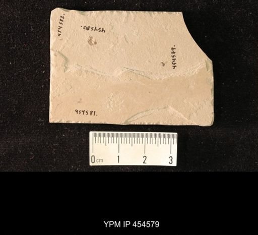 undet. Diptera