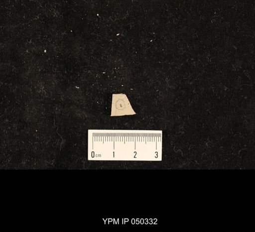 undet. Hexapoda