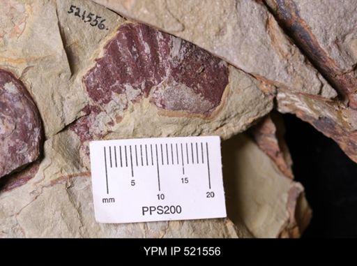 Tremaglaspis?