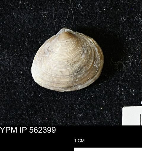 Limopsis striatopunctatus