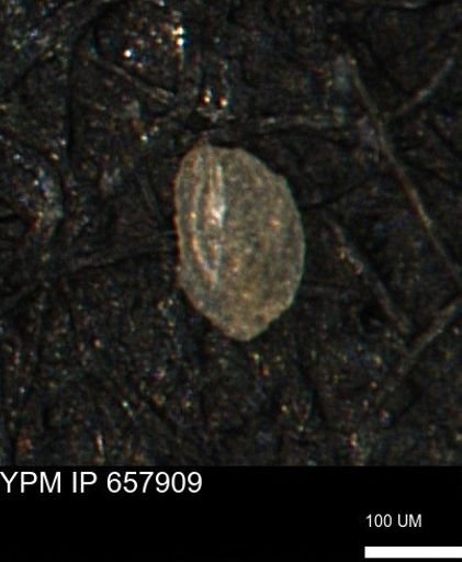 Spirolocammina planula