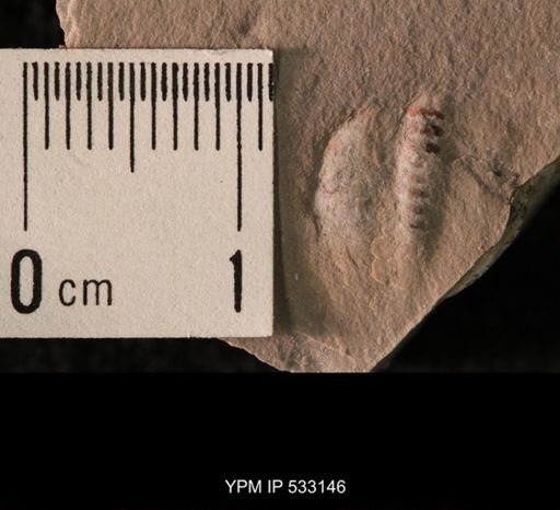 Elrathia kingi