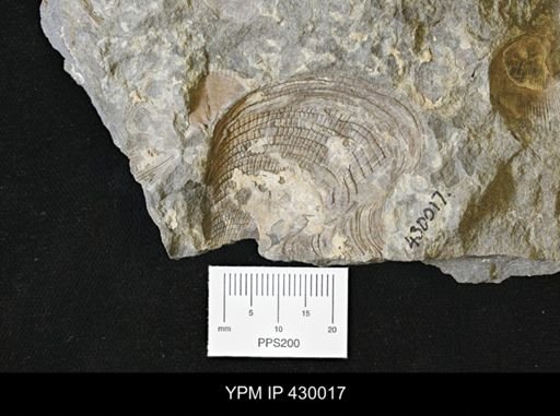 Actinopteria sp.