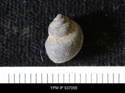 Viviparus montanaensis