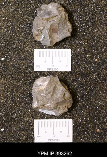 Baculites sp.