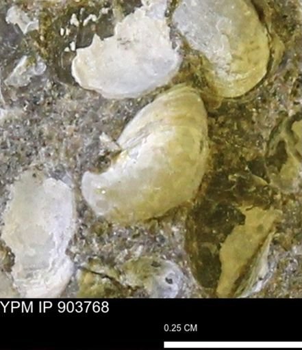 Corbulamella sp.