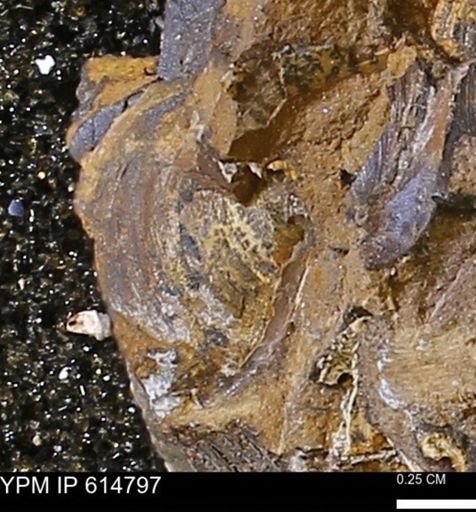 Limopsis striatopunctatus