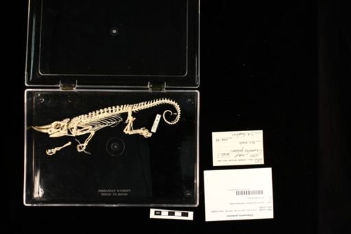 Chamaeleo jacksonii