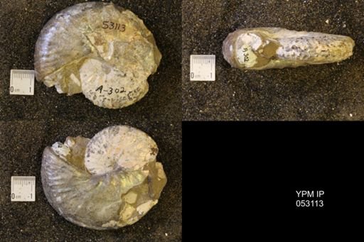 Discoscaphites conradi