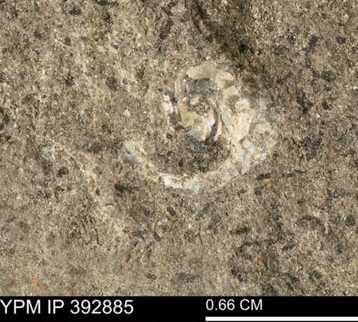 Scaphites sp.