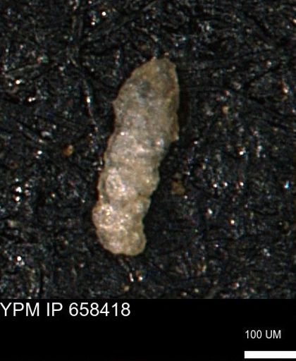 Verneuilinoides kansasensis