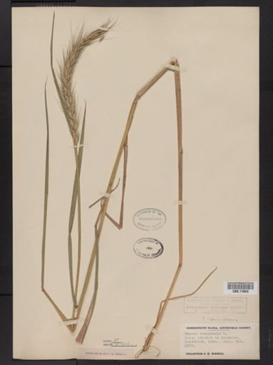 Elymus riparius