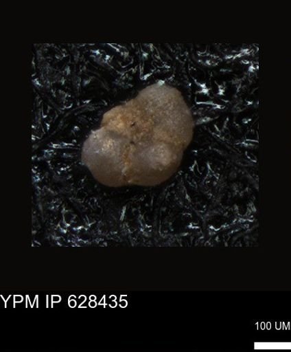 undet. Foraminiferida