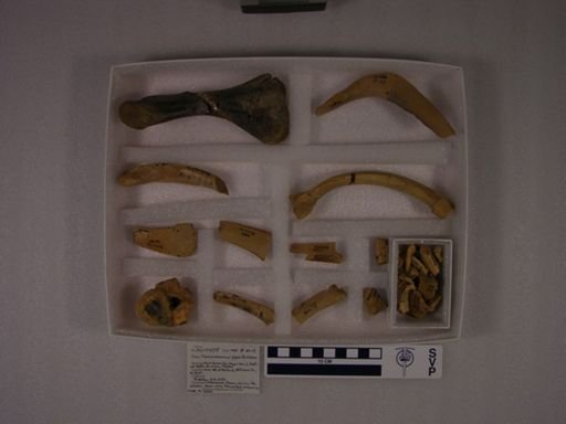 Champsosaurus gigas