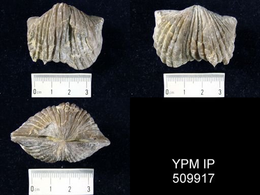 Platystrophia sp.